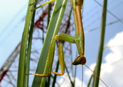 IMG_4064_2...SILKYPIX...2