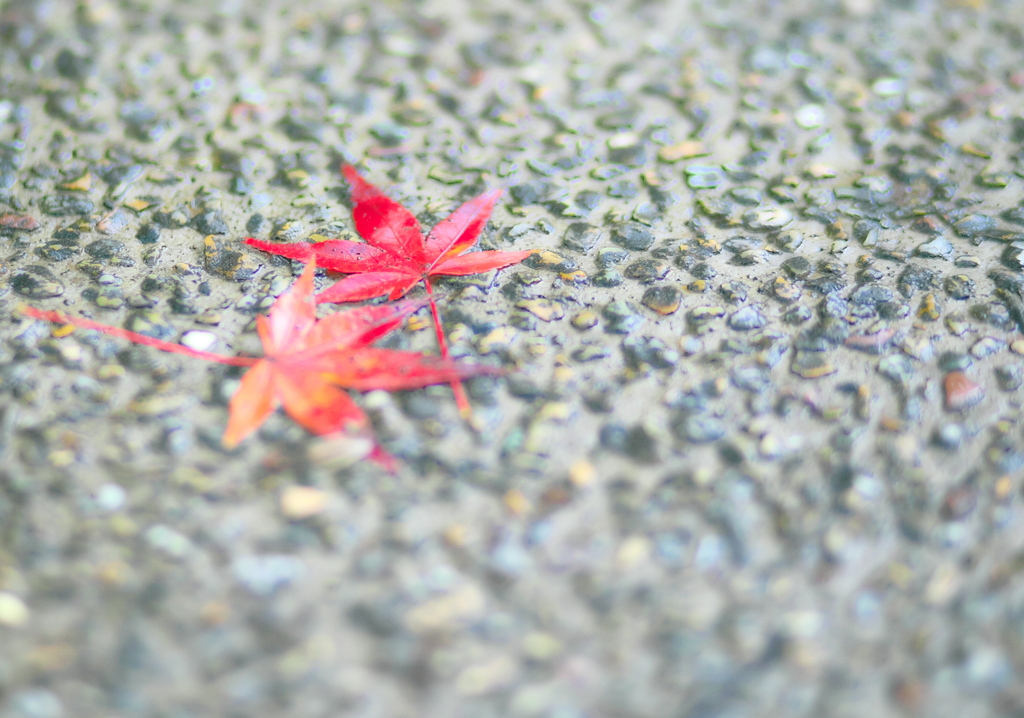 BS6T6941......SILKYPIX_DS_PRO...7---2---