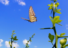 093A7853...SILKYPIX...3