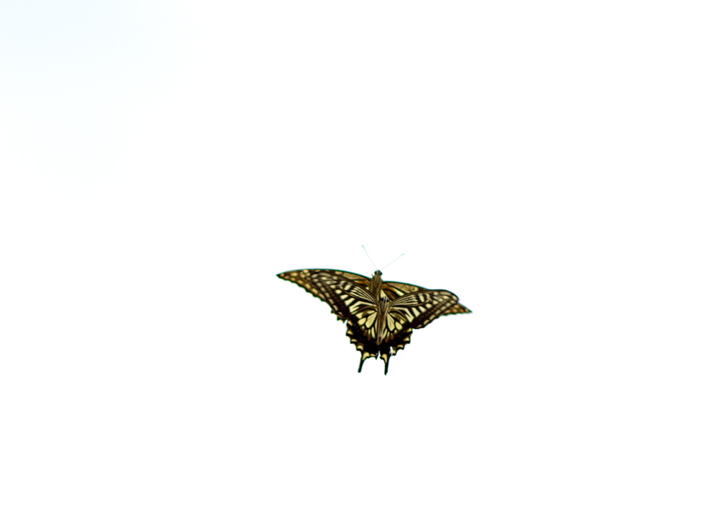 IMG_0382......SILKYPIX_DS_PRO....3.