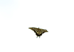 IMG_0382......SILKYPIX_DS_PRO....3.