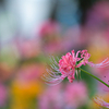 BS6T0389-500mm-F4,0-230910-Luminar Neo_.