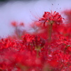 BS6T7155.....SILKYPIX_10__9-----4  .....