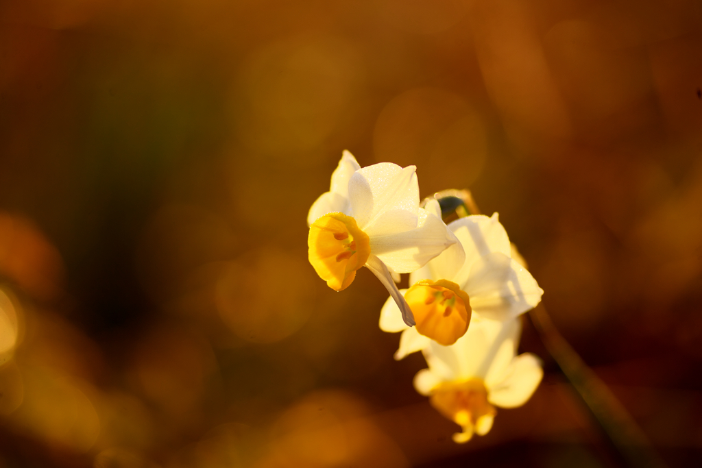 BS6T2178-90mm-F2,8-230120-....SILKYPIX__