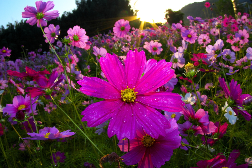 IMG_2549......SILKYPIX_DS_PRO..3..