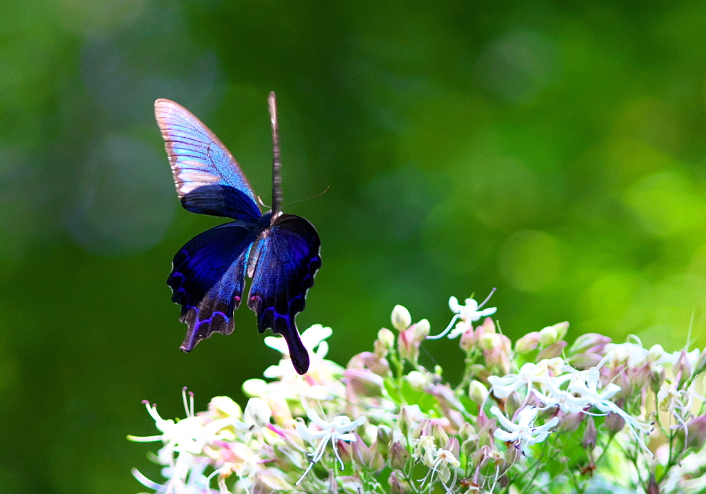 IMG_5839......SILKYPIX_DS_PRO....13.