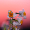 BS6T4589-135mm-F2,0-230109-....SILKYPIX_