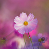 BS6T0178 (6)-500mm-F4,0-231021-Luminar N