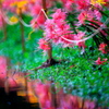 BS6T1657.....SILKYPIX_10__9-----5  --彩度-