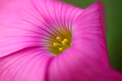 IMG_2000....2