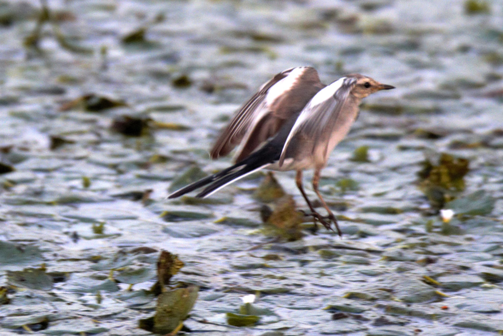 IMG_8426..2.3_filtered