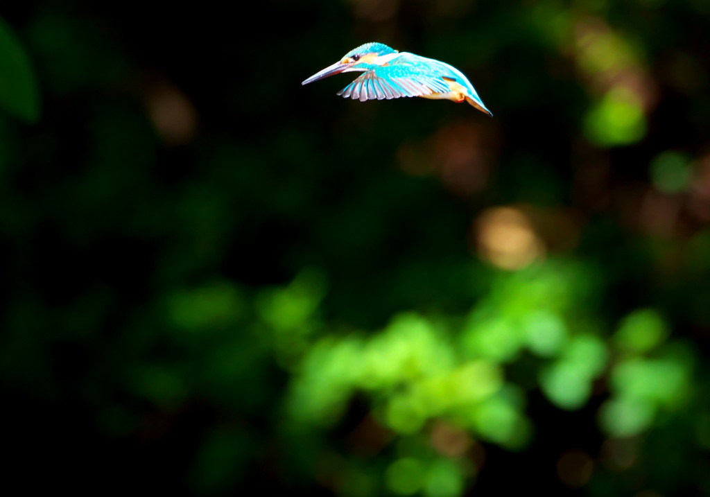 093A2512......SILKYPIX_DS_PRO...137..