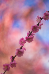 IMG_1518 (8)-180mm-F3,5-240302-Luminar N
