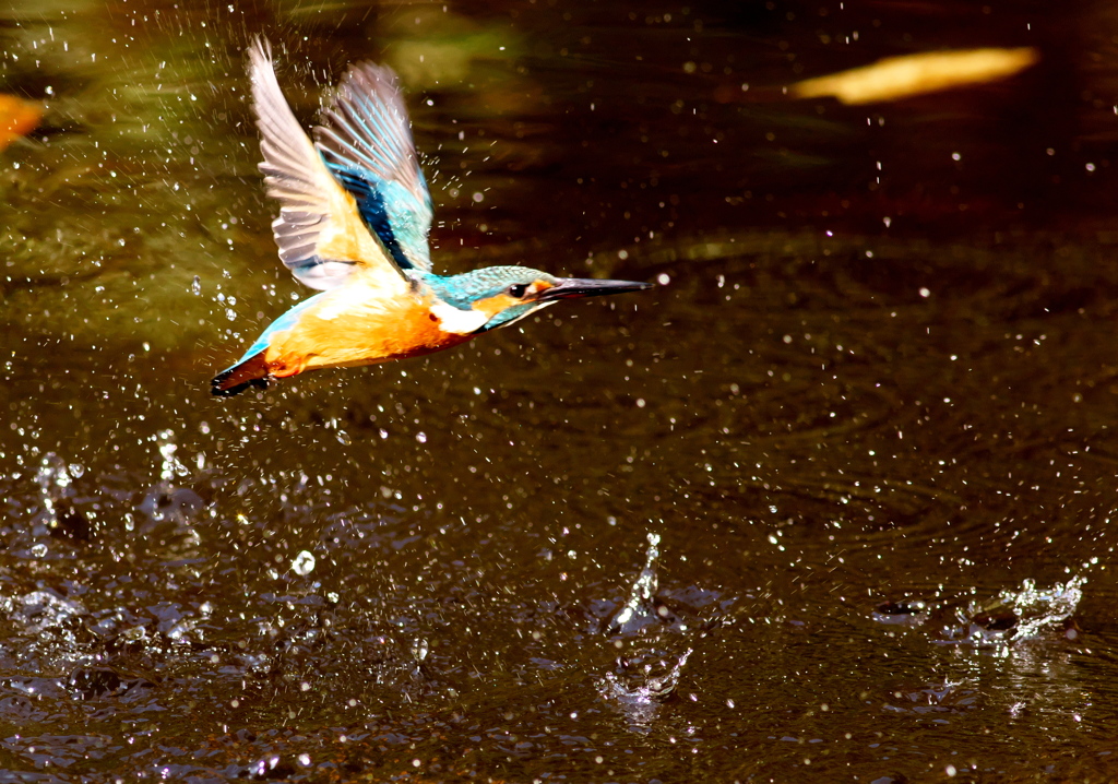 093A9412......SILKYPIX_DS_PRO....8.