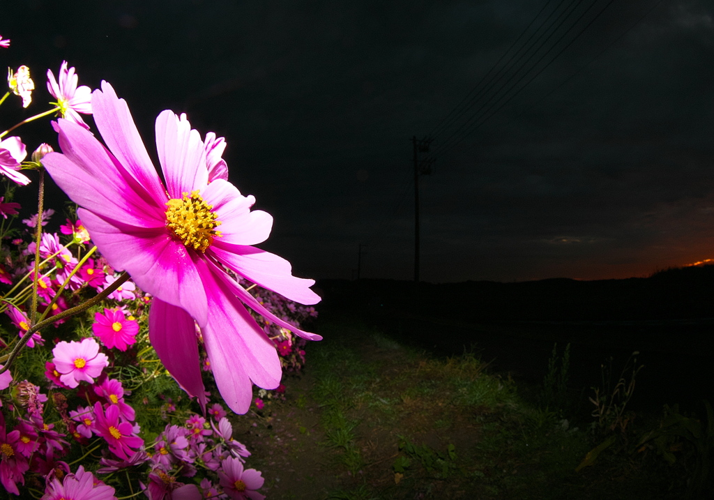 093A3867......SILKYPIX_DS_PRO..13...