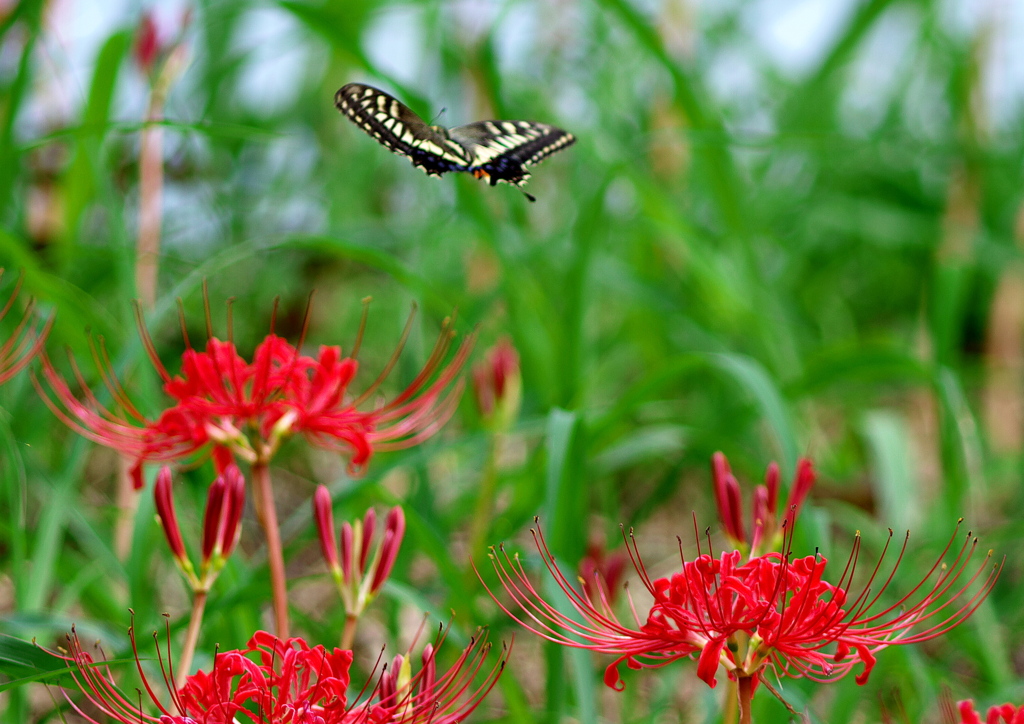 IMG_9974......SILKYPIX_DS_PRO..9...