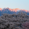 BS6T1869-135mm-F10-230401-....SILKYPIX_9