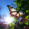 BS6T5323.....SILKYPIX_10__7---1  .....22