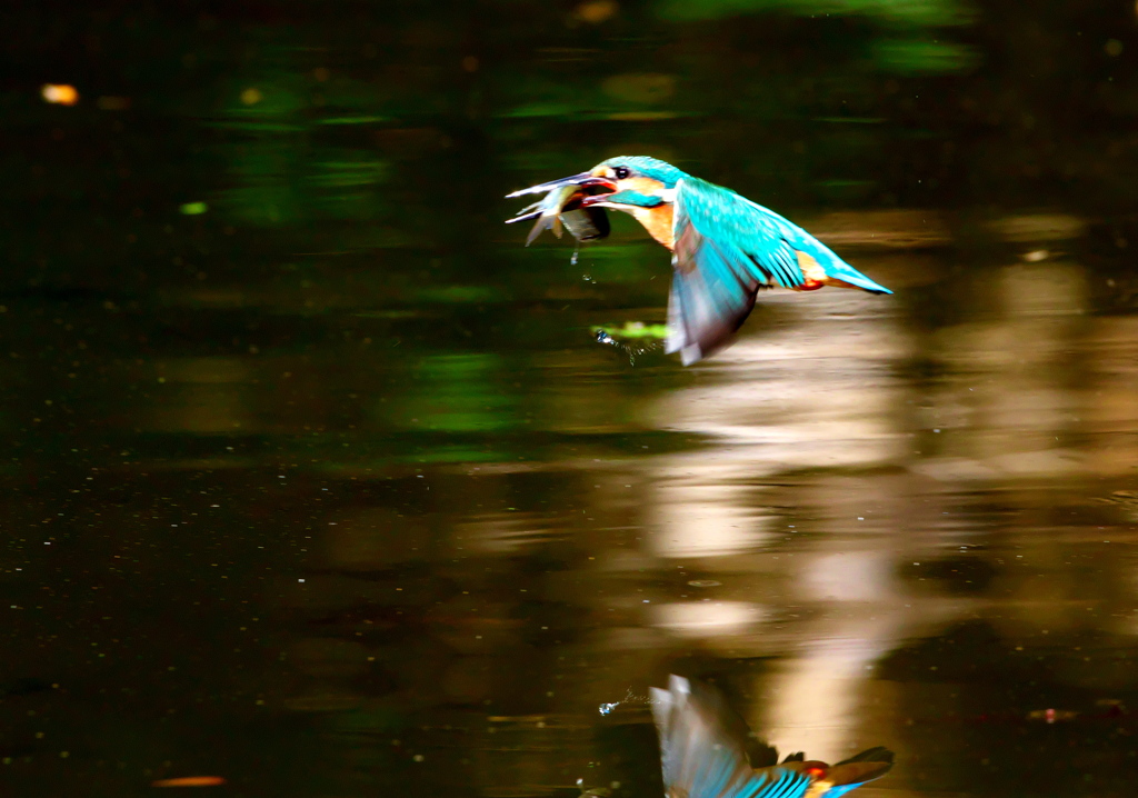 093A2484......SILKYPIX_DS_PRO...93..