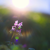 BS6T2747 (3).-50mm-F1,4-231213-Luminar N