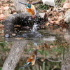 カワセミ...逆さ富士みたい...093A5485...2..3_filtere