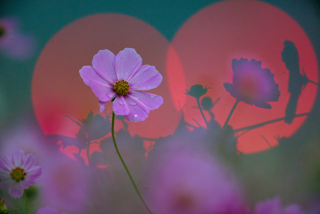 BS6T4340-500mm-F4,0-241104-Luminar Neo_.