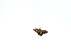 IMG_0383......SILKYPIX_DS_PRO..3...