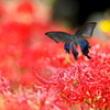 BS6T4213......SILKYPIX_DS_PRO...8...