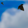 BS6T9757 (7).-400mm-F8,0-220728-Luminar 
