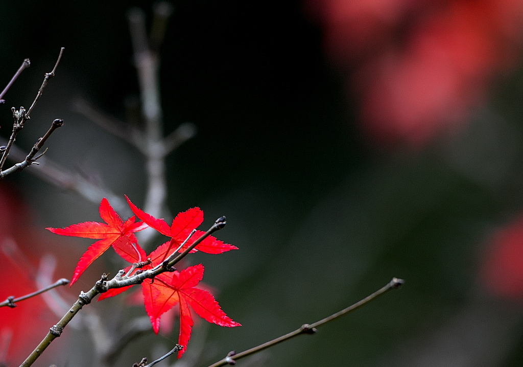 093A0715......SILKYPIX_DS_PRO..5...