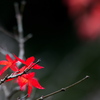 093A0715......SILKYPIX_DS_PRO..5...