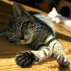 093A1798......SILKYPIX_DS_PRO...9...2111