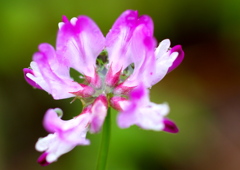 IMG_0461...SILKYPIX...