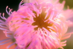093A0065...5.....2........SILKYPIX...