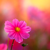 BS6T9994-500mm-F4,0-231021-....SILKYPIX_