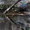 BS6T2004......SILKYPIX_DS_PRO...8...2111