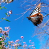 BS6T7495.....SILKYPIX_10__  .....221014.