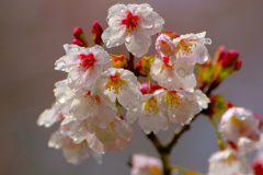 093A7223......22.............SILKYPIX...
