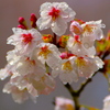 093A7223......22.............SILKYPIX...