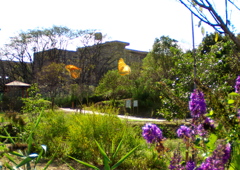 IMG_2763......SILKYPIX_DS_PRO...3..