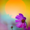 BS6T8402.....SILKYPIX_10__9----1  .....2