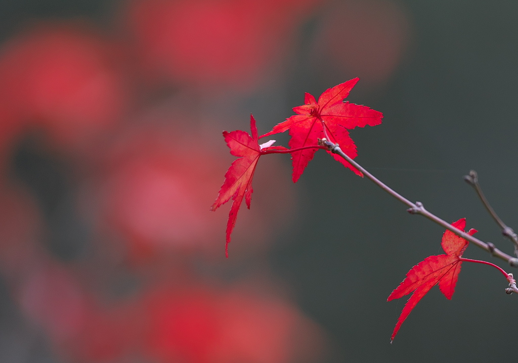 093A0666......SILKYPIX_DS_PRO...7..