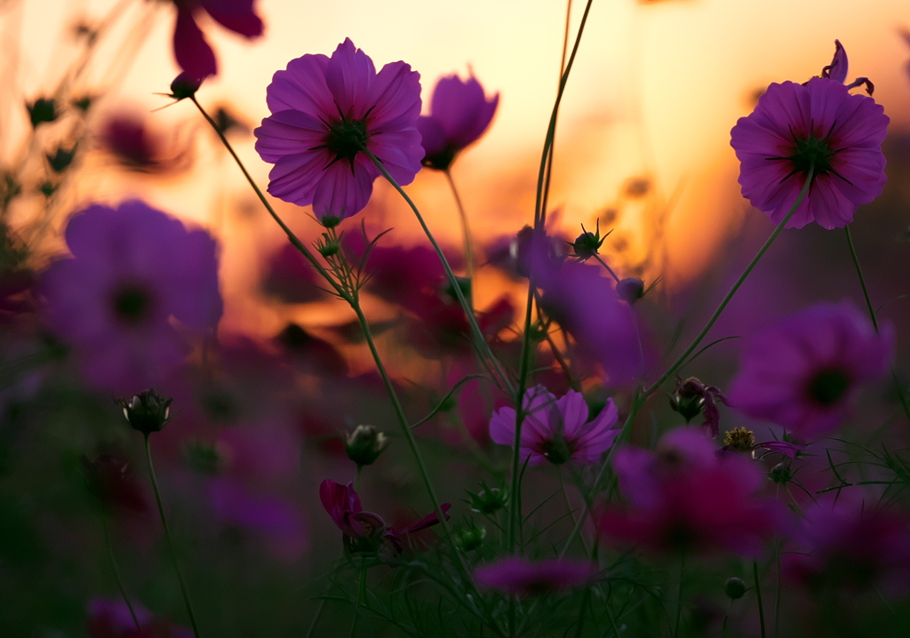 BS6T1398......SILKYPIX_DS_PRO...9...2110