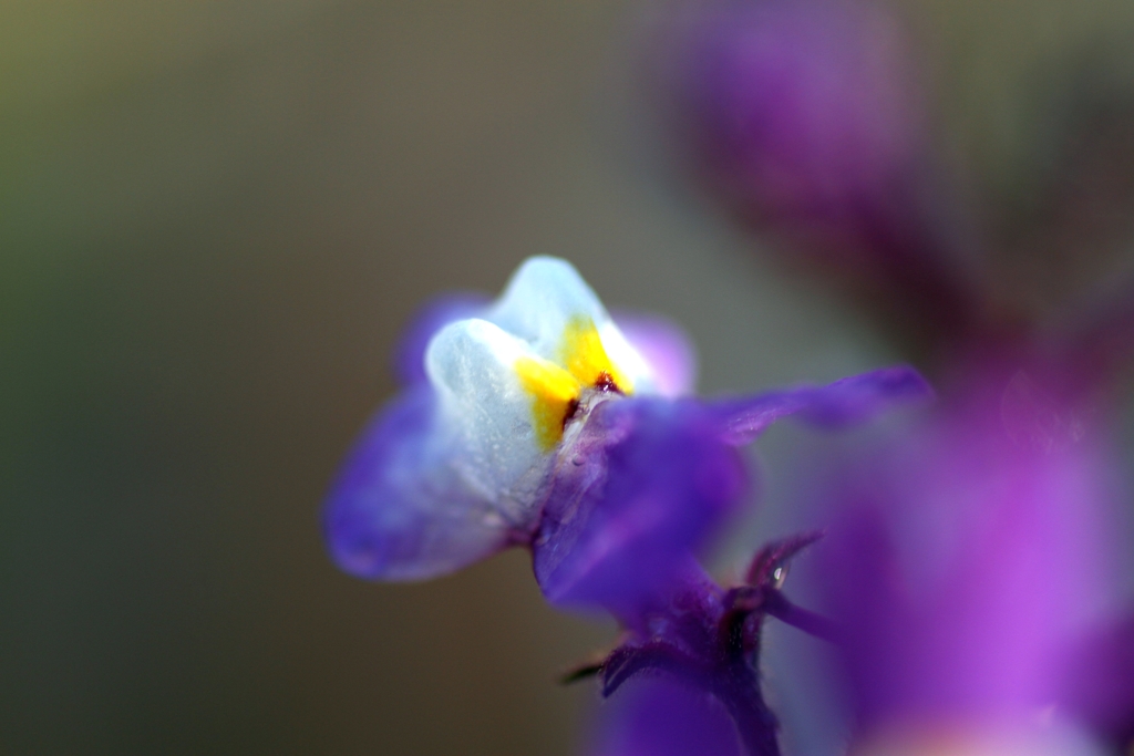 IMG_5317....3