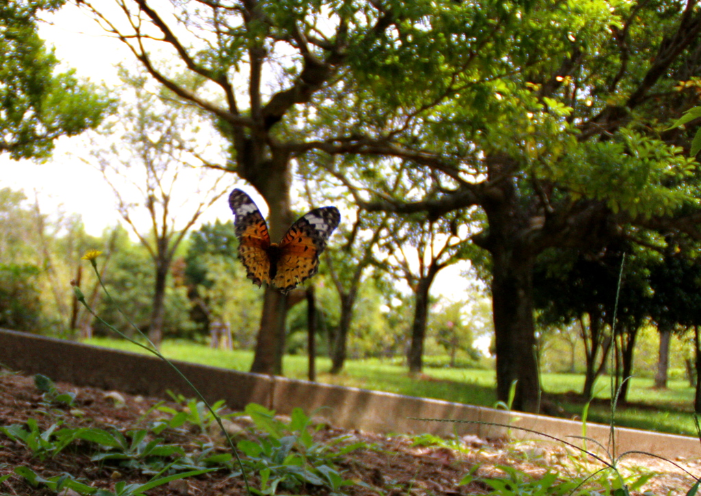 IMG_9792_2...SILKYPIX..4.