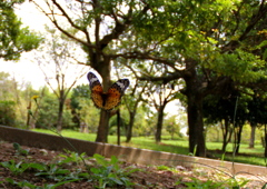 IMG_9792_2...SILKYPIX..4.