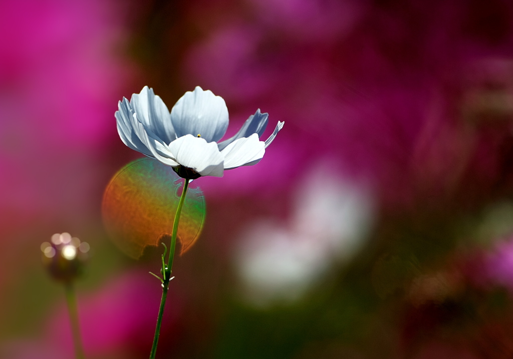BS6T2798......SILKYPIX_DS_PRO...9...2110