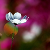 BS6T2798......SILKYPIX_DS_PRO...9...2110
