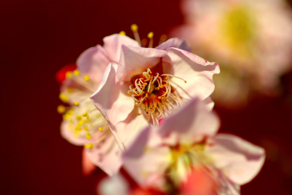 IMG_8826......SILKYPIX_DS_PRO...7..