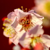 IMG_8826......SILKYPIX_DS_PRO...7..